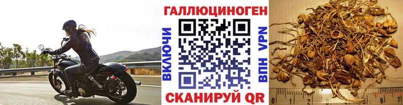 площадка как зайти  Санкт-Петербург  Псилоцибиновые грибы MAGIC MUSHROOMS 